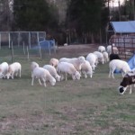 Sheep Grazing to the left of the Blue Gate and Drover is on the far right side of the blue gate in a down stay ...Waiting