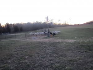 Drover penning the Flock. As I watch!