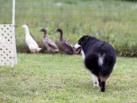 DroverDucks2-e1438211191689