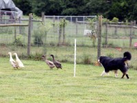 DroverDucks3-e1438211093844