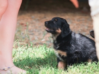 AmyPup-2712
