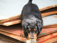 AmyPup-2881
