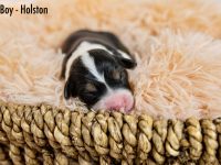Boy-Holston-scaled