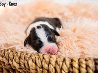 Boy-Knox-scaled