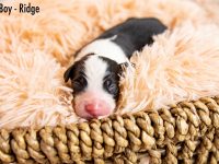 Boy-Ridge-scaled