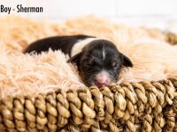 Boy-Sherman-scaled