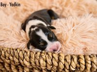 Boy-Yadkin-scaled
