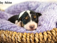 Boy-Holston-1-scaled