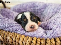 Boy-Knox-1-scaled