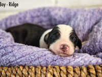 Boy-Ridge-1-scaled