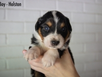 Boy-Holston1