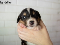 Boy-Jellico1