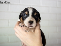 Boy-Knox1