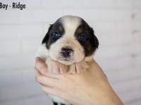 Boy-Ridge1
