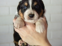 Boy-Yadkin-