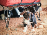 BooPup-2693