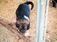 BooPup-2695