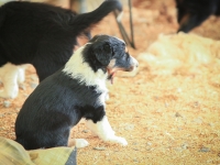 BooPup-2697