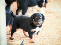 BooPup-2705