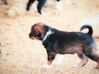 BooPup-2706