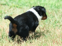 BooPup-2711
