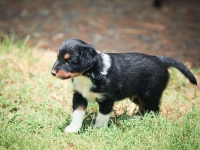 BooPup-2716