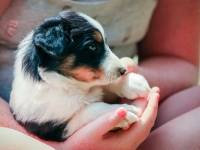 BooPup-2732