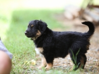 BooPup-2740
