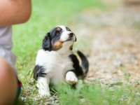 BooPup-2743