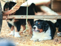 BooPup-2748