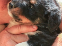 BooPup-2763