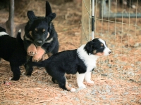 BooPup-2773