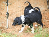 BooPup-2793