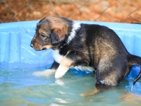 BooPup-2794