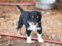 BooPup-2812
