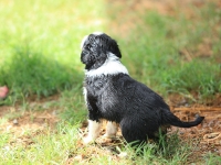 BooPup-2813