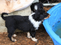BooPup-2826