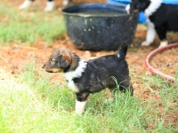 BooPup-2828