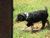 BooPup-2829