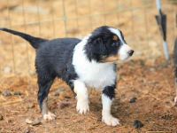 BooPup-2832