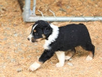 BooPup-2855