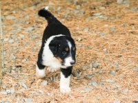 BooPup-2856