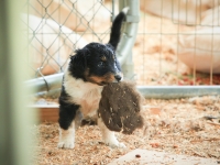 BooPup-2872