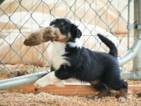 BooPup-2873