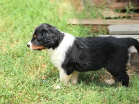 BooPup-2877