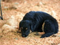 BooPup-2924