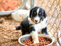 BooPup-2932