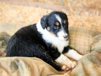 BooPup-2952