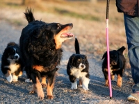 Pups010915-8347