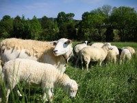 2012Sheep-06